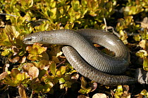 Slow-worm {Anguis fragilis} uncoiling, Wales, UK