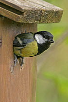 Great tit {Parus major} coming out of nestbox,  Carmarthenshire, Wales, UK