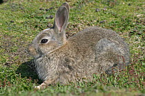 European rabbit {Oryctolagus cuniculus} Pembrokeshire, Wales, UK