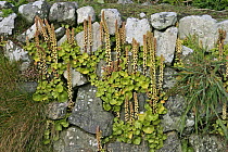 Wall pennywort {Umbilicus rupestris} growing on stone wall, Pembrokeshire,  Wales, UK