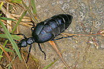 Oil beetle {Meloe proscarabaeus} Carmarthenshire, Wales, UK