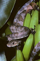 Cook's tree boa {Corallus enhydris cooki} captive, from South America