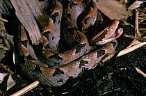 Malayan pit viper {Calloselasma rhodostoma} captive, from Thailand and Java