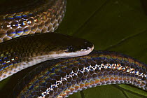 Sunbeam snake {Xenopeltis unicolor} female, captive, from SE Asia
