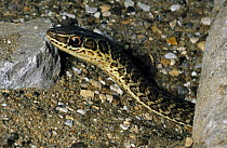 Long lined snake {Psammophis subtaeniatus} captive, from East Africa