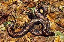 Calabar ground python {Calabaria reinhardtii} defensive behaviour with head hidden and tail exposed to resemble head, captive, from West Africa