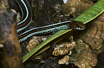 San Francisco garter snake {Thamnophis sirtalis tetrataenia} captive, from California