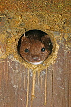 Weasel {Mustela nivalis} looking out of nuthatch nest box, captive, Carmarthenshire, Wales, UK
