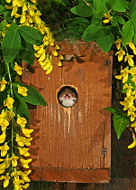 Weasel {Mustela nivalis} looking out of nuthatch nest box, showing teeth, captive, Carmarthenshire, Wales, UK