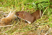 Weasel {Mustela nivalis} with Woodmouse prey, Carmarthenshire, Wales, UK, captive