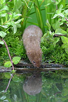 Weasel {Mustela nivalis} drinking from pond, Carmarthenshire, captive, Wales, UK