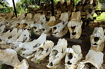 Collection of skulls of poached Rhinoceros,  Swaziland, Southern Africa