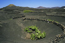 Grape vines growing on volcanic lapilli in the La Geria region of Lanzarote, Canary Islands. The low, curved walls are traditionally used to protect the vines from the constant wind.