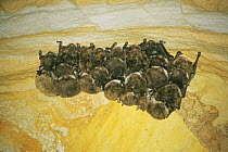 Pond bats {Myotis dasycneme} hibernating in old salt mine, Estonia