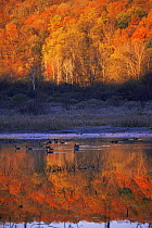 Freshwater wetland landscape with Canada geese in autumn, New York, USA