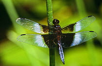 Widow skimmer dragonfly {Libellula luctuosa} at rest with wings open, Connecticut, USA