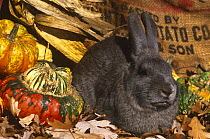 Domestic rabbit, New Zealand breed amongst pumpkins, USA