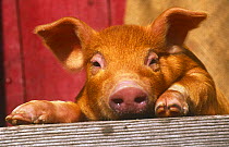 Domestic pig {Sus scrofa domestica} Illinois, USA