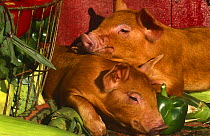 Domestic pigs {Sus scrofa domestica} Illinois, USA
