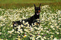 Domestic dog, Doberman Pinscher in field of wild flowers, Illinois, USA