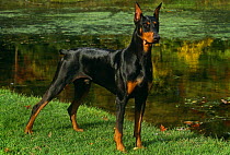 Domestic dog, Doberman Pinscher, Illinois, USA