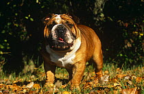 Domestic dog, English bulldog, USA