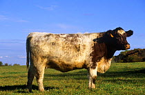 Domestic cattle, Beef shorthorn cow, Illinois, USA