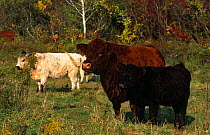 Domestic cattle, Galloway cows with calf, Connecticut, USA