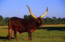 Domestic cattle, Ankole cow, Florida, USA