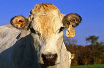 Domestic cattle, Piedmontese cow with ear tag, Wisconsin, USA