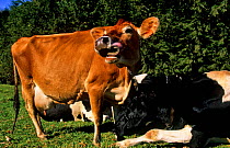 Domestic cattle, Jersey cow standing and Holstein cows laying down, Vermont, USA