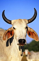 Domestic cattle, Brahman cow, Florida, USA