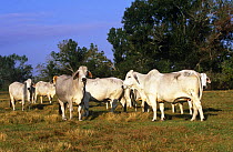 Domestic cattle, Brahman cows, Florida, USA