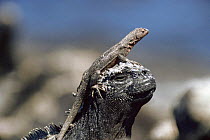 Lava lizard {Tropidurus sp} basking on the head of a Marine iguana {Amblyrhynchus cristatus} Galapagos