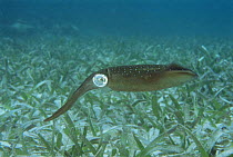 Caribbean reef squid {Sepioteuthis sepioidea} Belize, Caribbean Sea