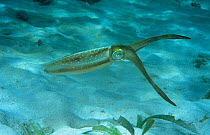Caribbean reef squid {Sepioteuthis sepioidea} Belize, Caribbean Sea