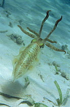 Caribbean reef squid {Sepioteuthis sepioidea} with tentacles splayed in defense posture, Belize, Caribbean Sea