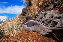 Light mantled sooty albatross {Phoebetria palpebrata} on nest, South Georgia, South Atlantic
