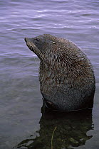 Antarctic fur seal {Arctocephalus gazella} South Georgia