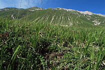 Orsini's viper in habitat {Vipera ursinii ursinii} Gran Sasso, Italy