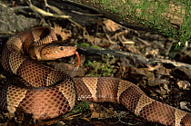Copperhead snake {Agkistrodon contortrix} captive, from Virginia, USA