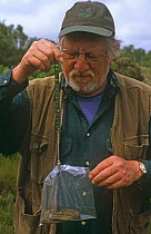 Researcher weighing Adder {Vipera berus} Purbeck, Dorset, UK