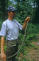 Researcher examining Western whipsnake {Coluber viridiflavus} Canale Monterano, Italy