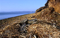 Adder {Vipera berus} two males emerging from nest of dried seaweed on coast, Studland, Dorset, UK