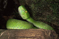 Green tree viper {Cryptelytrops albolabris} Malaysia