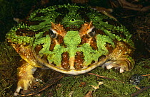 Chacoan horned frog {Ceratophrys cranwelli} South America
