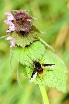 Common Bee Fly (Bombylius major) at rest on Red Dead Nettle, Captive, UK April