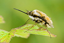 Common Bee Fly (Bombylius major) at rest on bramble, Captive, UK April