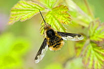 Common Bee Fly (Bombylius major) at rest on bramble, Captive, UK April