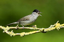 Blackcap (Sylvia atricapilla) Male singing, Hertfordshire, UK April